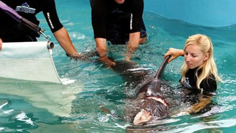 Женски делфин спаси мъжкия, довеждайки го при хората