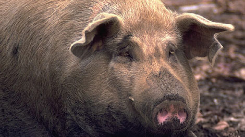 Дебела свиня блокира автомобилен трафик