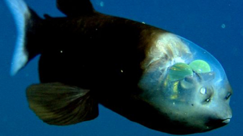 Откриха риба с прозрачна глава и с “очи на гърба”