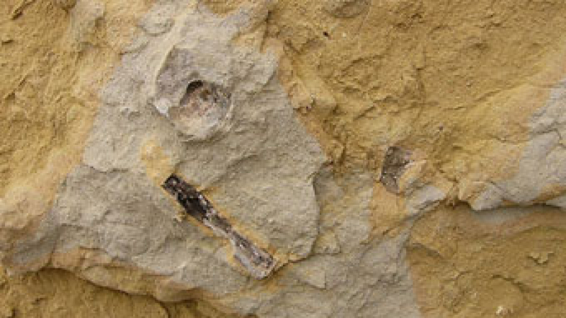 Фосил от птица на 10 млн. години открит в Перу