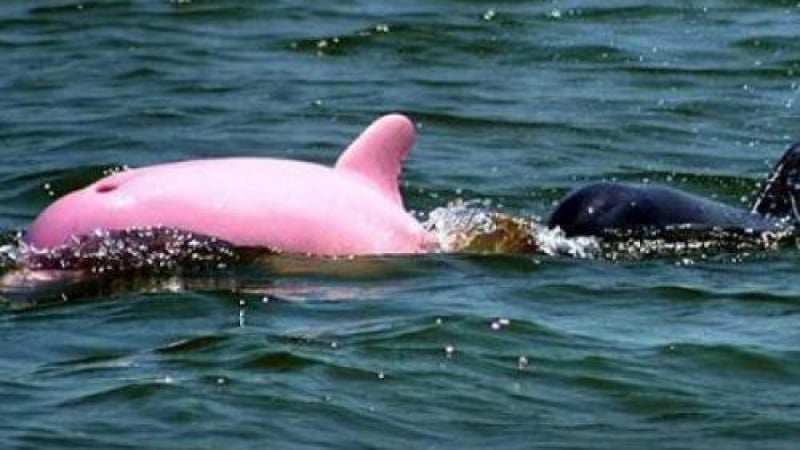 Розов делфин с червени очи