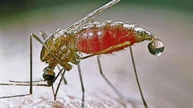 36-годишен донесе тропическа малария от Камерун