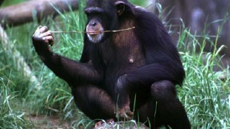 Шимпанзетата умеят да планират действията си
