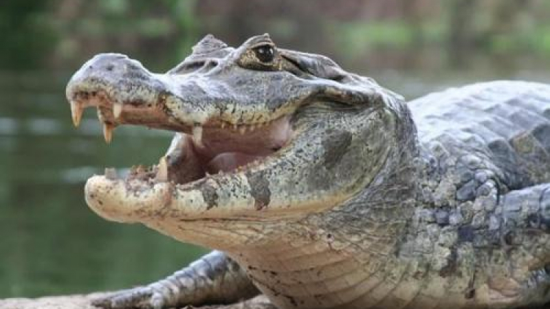 В Грузия отглеждат крокодили за европейския пазар