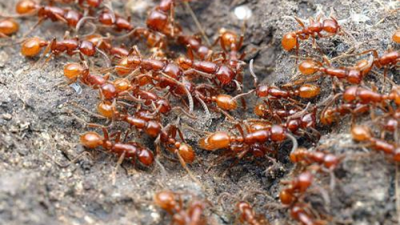 Пчелите и мравките се справят най-добре в екип