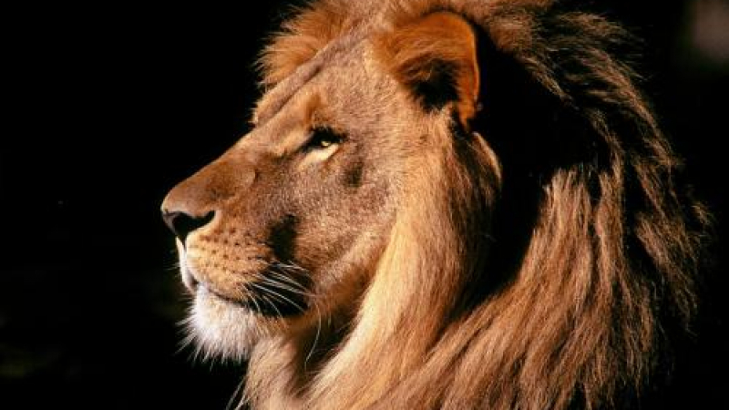 Богаташи гонят домашни лъвове заради кризата
