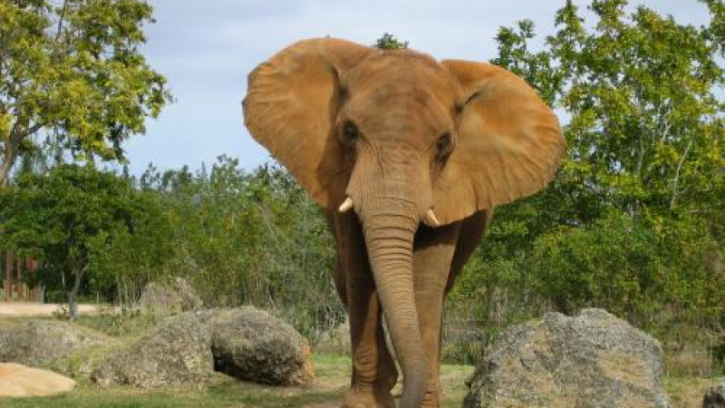 Слон прегази и уби 60-годишен професор
