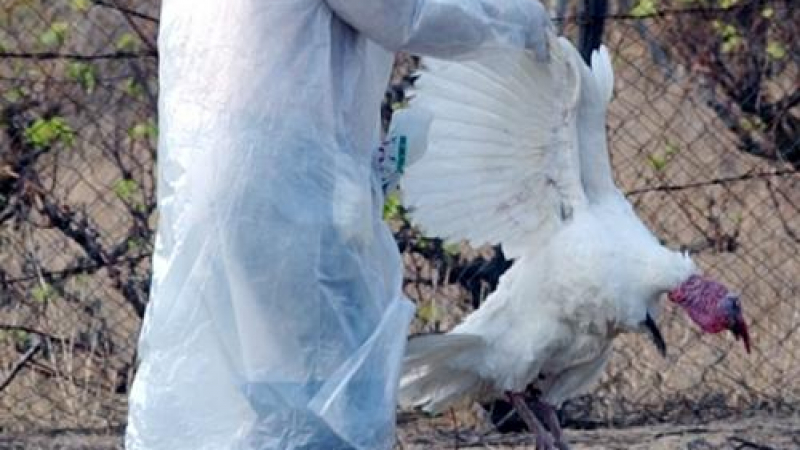Нов случай на птичи грип в Египет