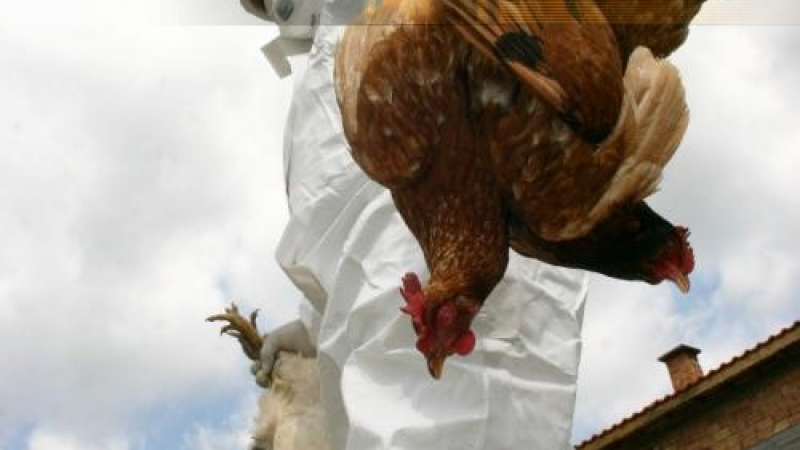 Унищожиха птици с Нюкясълска болест в Кърджалийско