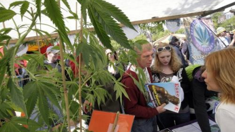 Искат пълно легализиране на марихуаната в Холандия