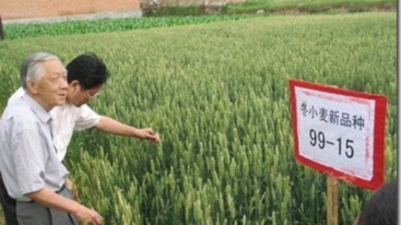 Китай инвестира в селското стопанство 9.5 млрд. долара