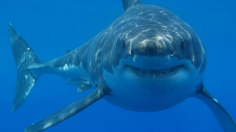 Французойка почина след нападение на акула