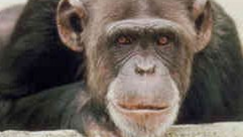 Маймуна отхапа пръст на директора на Берлинския зоопарк