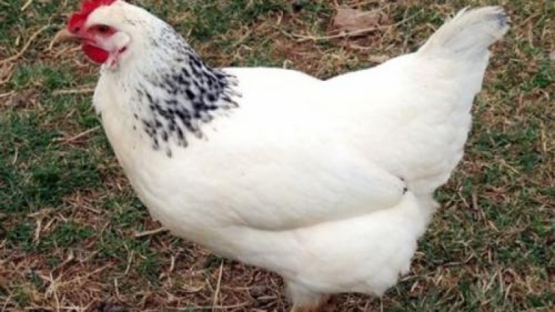 Яйце рекордьор снесе индийска кокошка