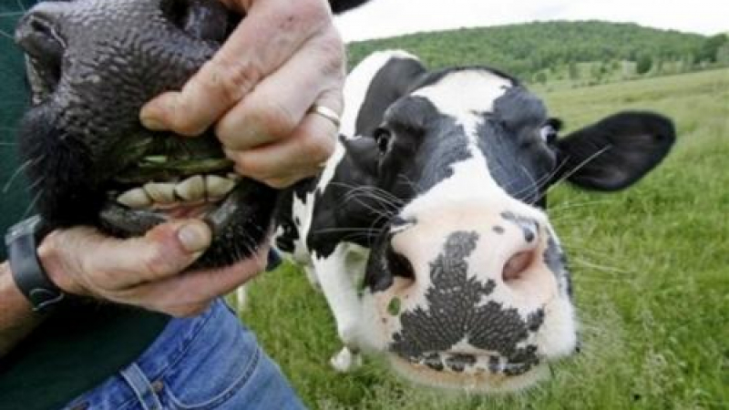 Променят храненето на кравите във Върмонт по ... екологични съображения

