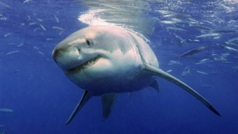 Навиците на белите акули приличат на поведението на сериен убиец