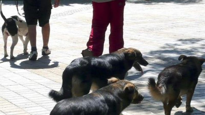 Кучешката тения - в България има действащ източник на заразата 