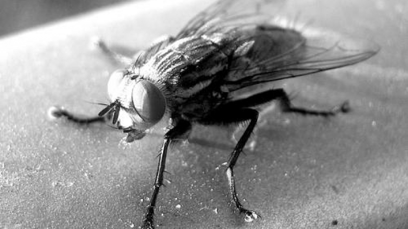 Учени присадиха човешки ген на муха, българка ръководи екипа генетици