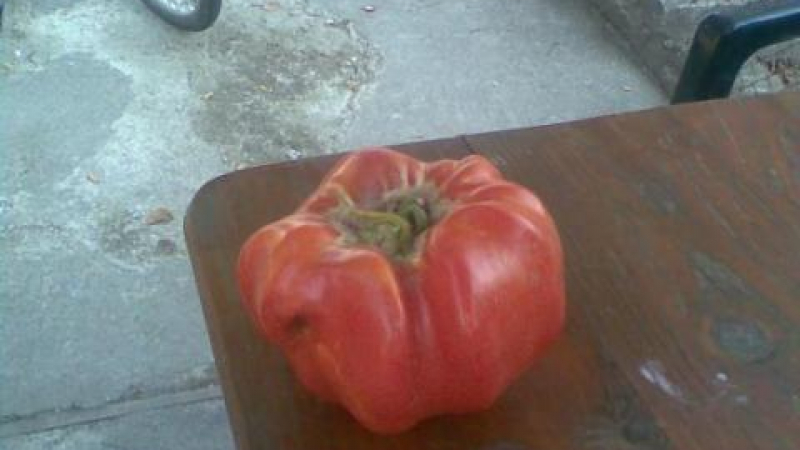 Мартенчанин отгледа 2 - килограмов домат