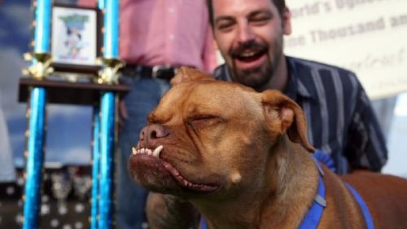 Обратна захапка осигури титлата на “Най-грозното куче в света