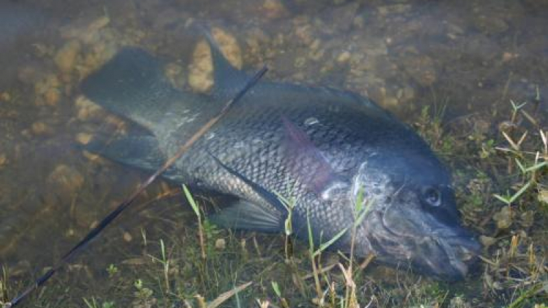 Откриха умряла риба в язовир край с. Левски