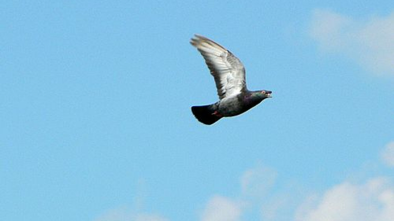 Пощенски гълъб пренася данни по-бързо от интернет