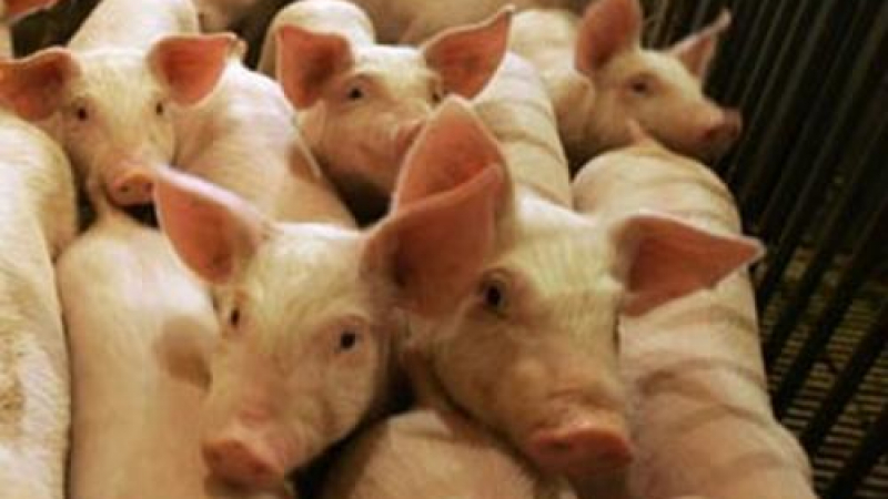 Един случай на болен от свински грип е имало в Сливен