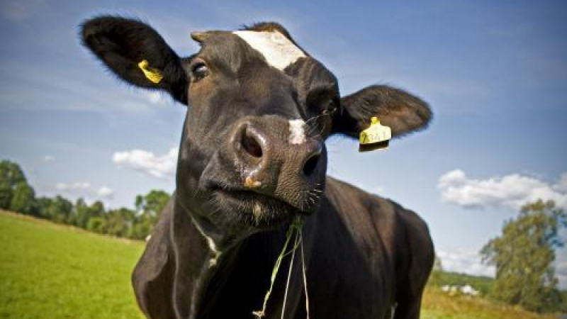 Кравите с имена дават повече мляко 