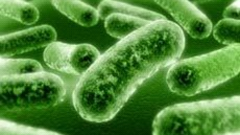 Учени откриха принципно нов антибиотик