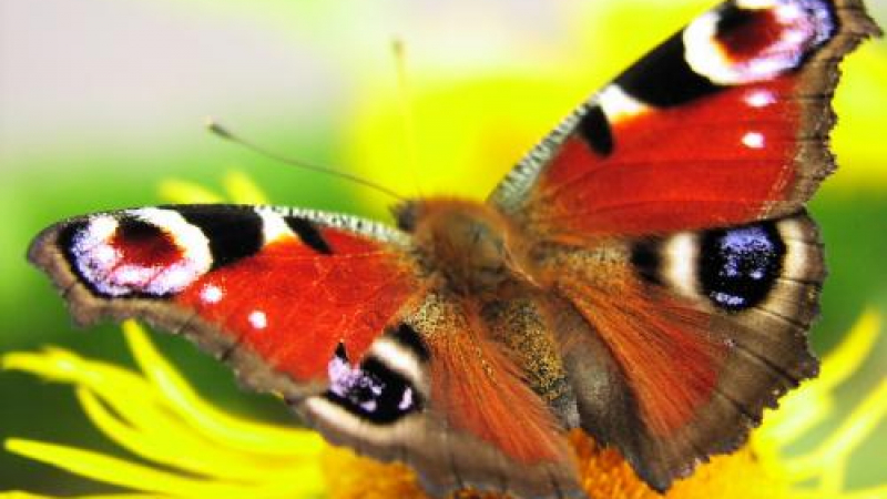Нов метод за цветен печат имитира пеперудите