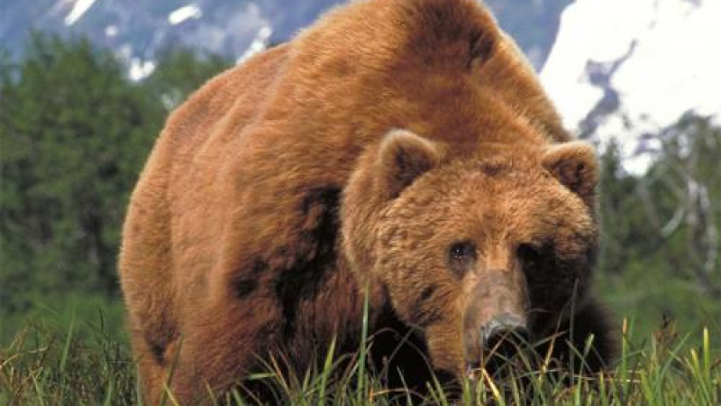 Убиха мечка, нападнала ловци край с. Малево