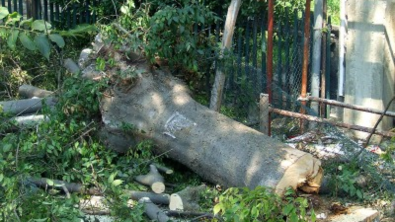 Три стогодишни дървета отсечени заради строеж във Варна