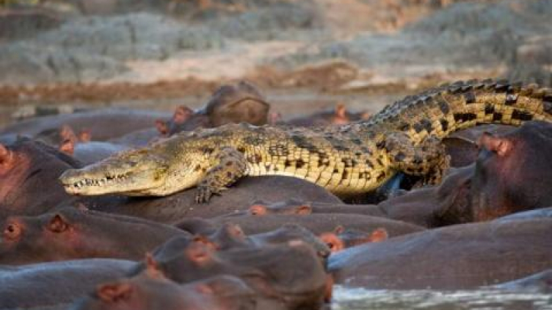 Сблъсъкът на титаните: Крокодил vs. хипопотам
