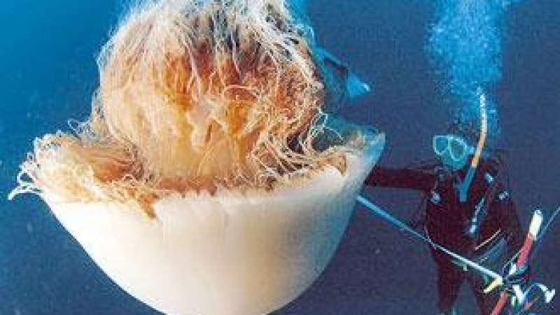 Япония е окупирана от гигантски медузи