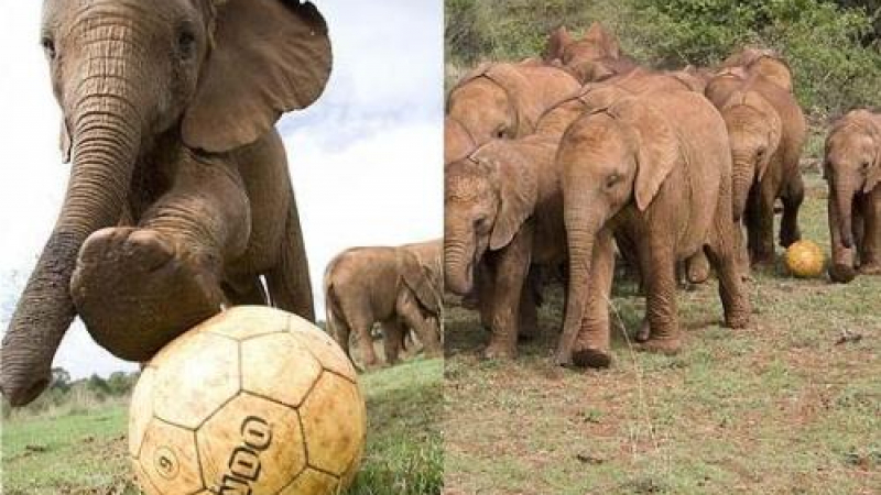 Футболна треска завладя слончета 