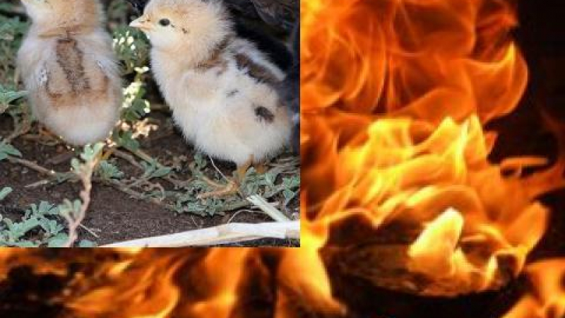 Пламна птицеферма, 18 500 пилета отидоха зян