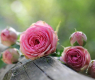 Пълен списък на лечебните свойства на розите