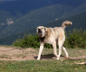 Кръв в Кюстендил: Кучета нападнаха мъж, последвалото е страшно СНИМКА