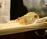 Скандално ВИДЕО закова човека, който се изгаври с гроба на патриарх Неофит