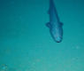 За първи път заснеха много рядък хищник, живеещ на дъното на океана ВИДЕО