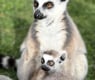 Бейби бум в бургаския зоопарк: На бял свят се появи бебе лемурче СНИМКИ