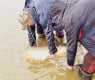 Рибари хванаха чудовище край Провадия, сравниха го с агне и тюлен ВИДЕО