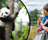 Шашма! Посетители на зоопарк си платиха да гледат панди, но останаха изненадани от гледката ВИДЕО