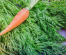 6 проблема, които лекуват листата на морковите
