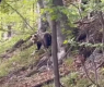 Свиреп звяр изкара акъла на туристи под връх Ботев