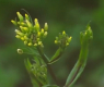 Що е камелина? В България има 10 дка с необичайното растение ВИДЕО