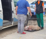 Първи СНИМКИ на питбула убиец на 38-г. жена във Варна