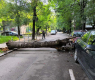 Огромно дърво едва не уби на пъпа на София СНИМКИ