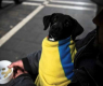 The New York Times: Киев разпродава Украйна, за да спаси икономиката