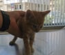 Нечовешко зверство! Учител по музика изхвърли малко коте от балкона си в София СНИМКИ 18+